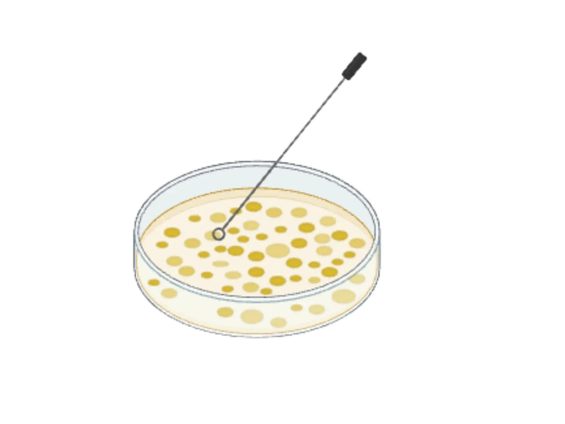 Maxiprep bind/clean columns