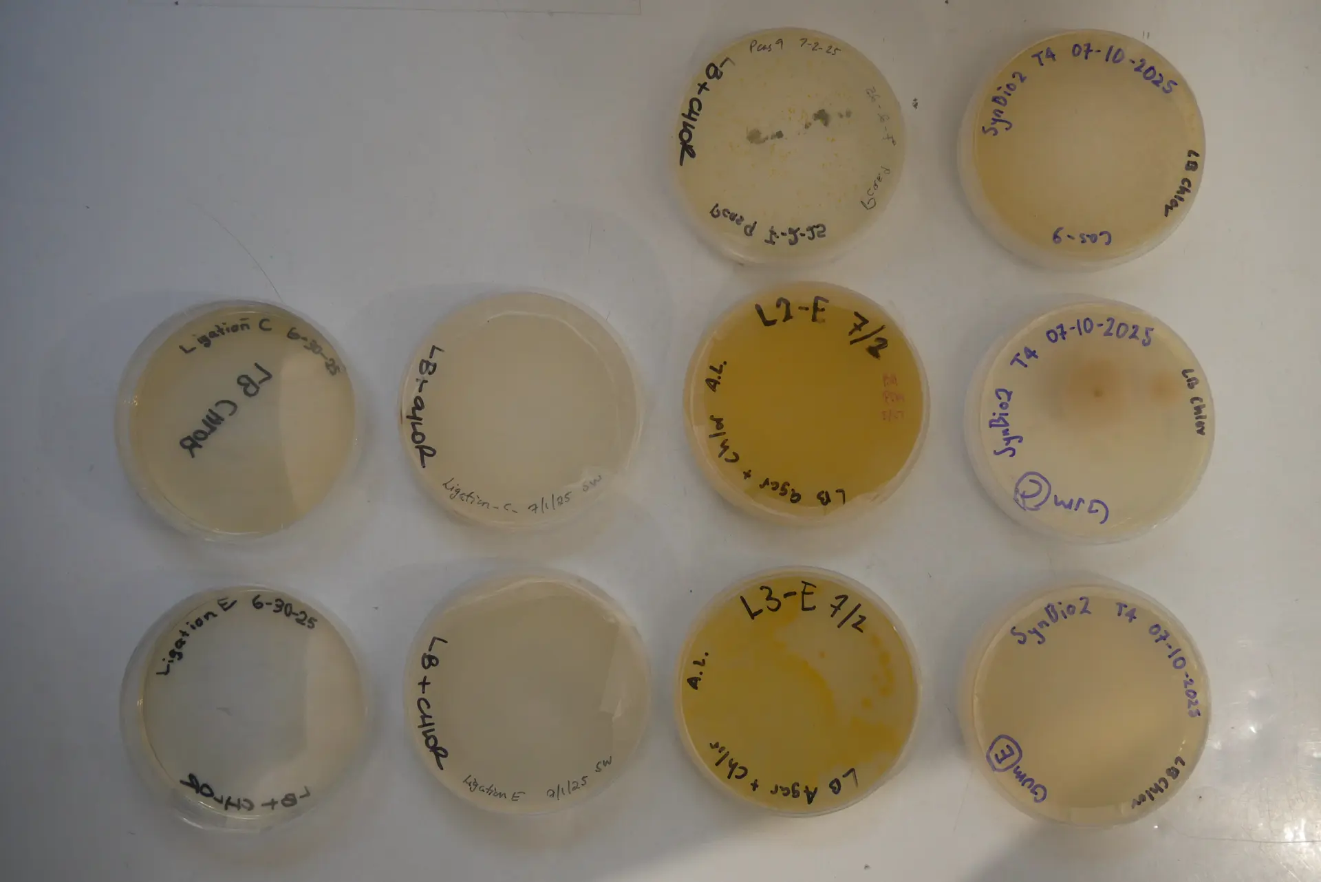 Maxiprep bind/clean columns