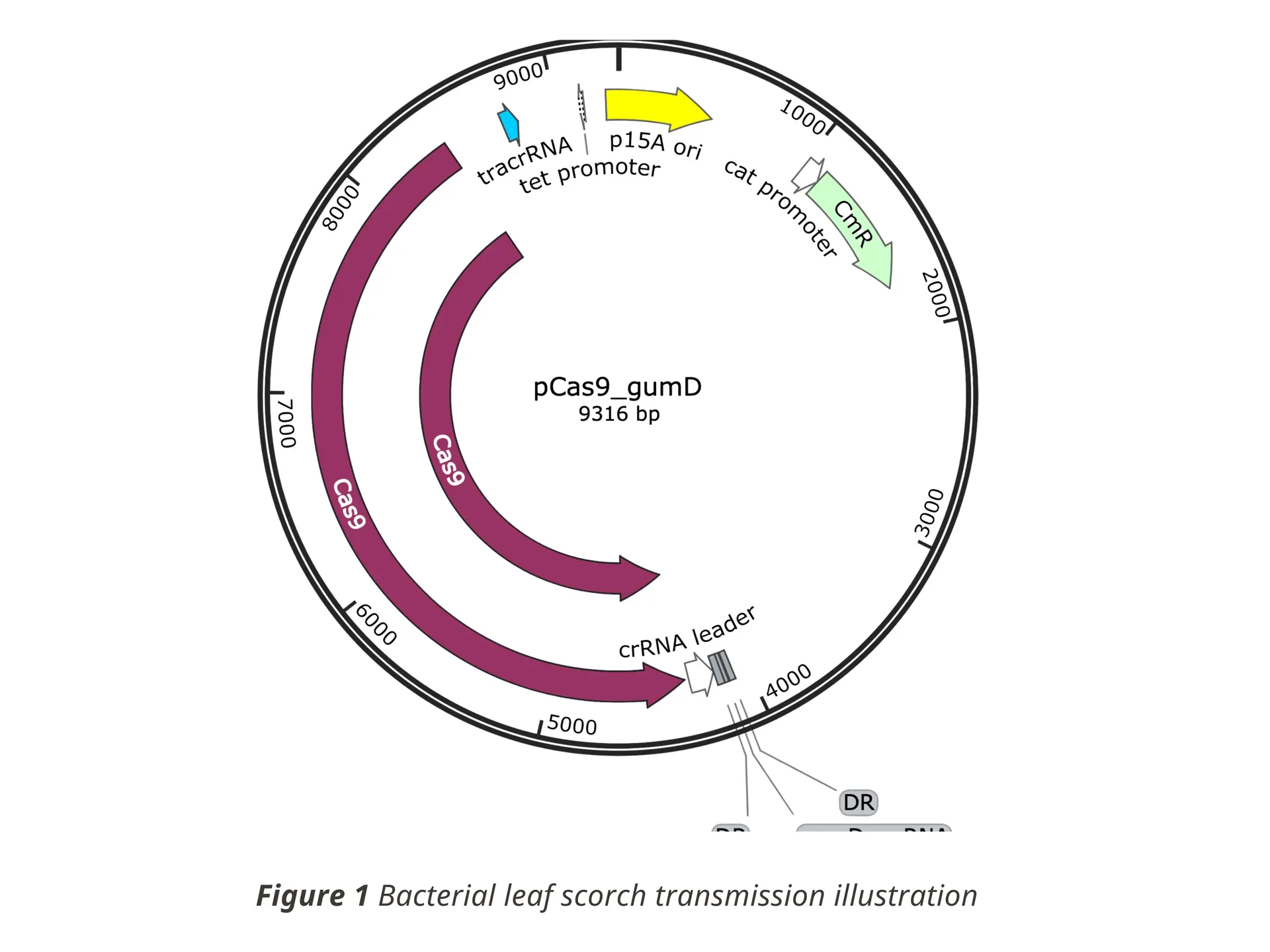 pCas9 plasmid overview